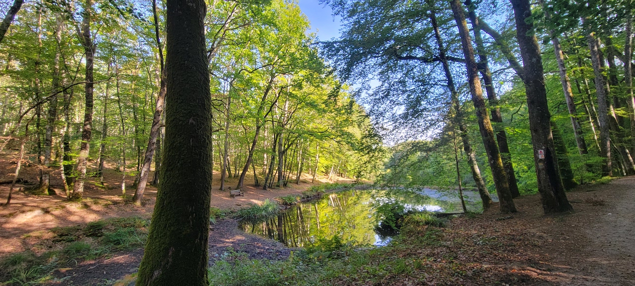 Forêt des Loges — Forests & Nature Parks à Haute-Vienne