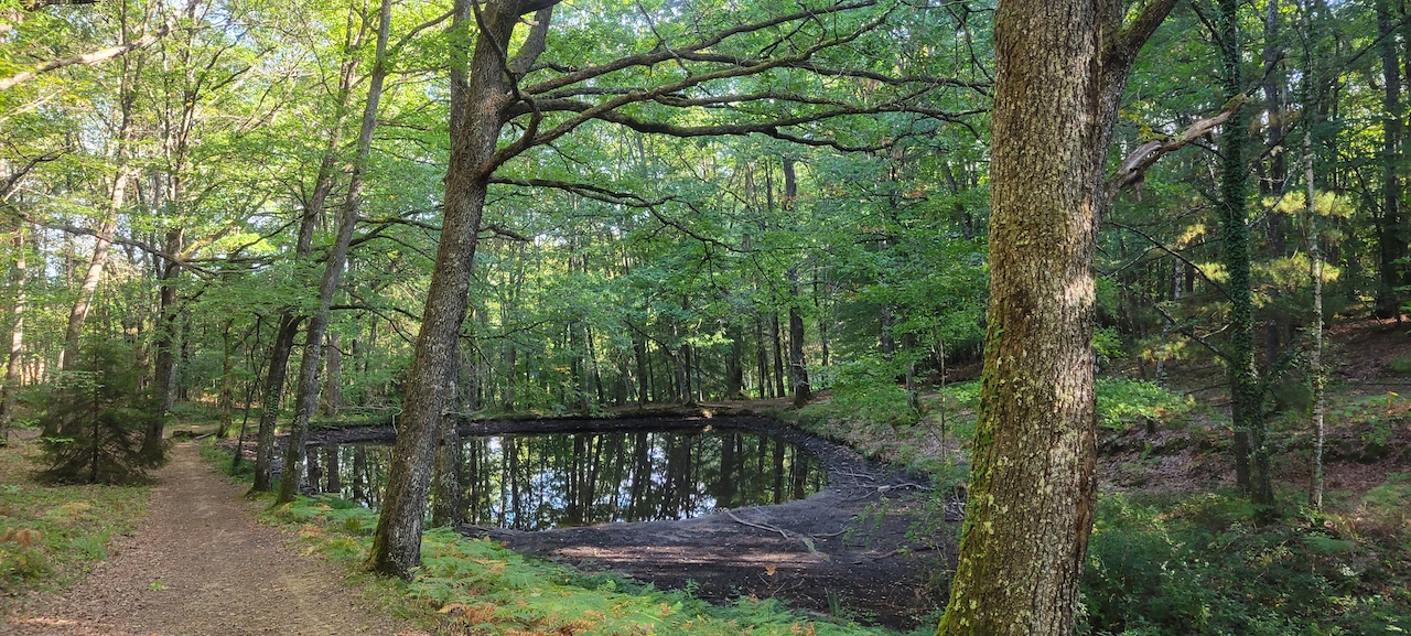 Forêt des Loges, Saint-Priest-sous-Aixe - photo 2