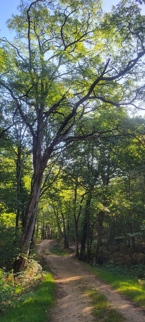 Forêt des Loges, Saint-Priest-sous-Aixe - photo 5