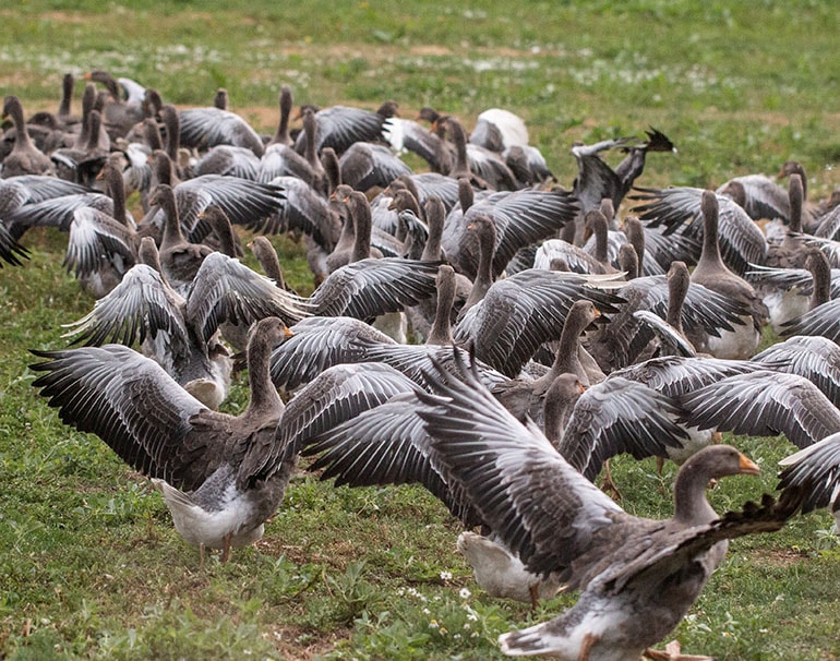 Terra d'Auca (terre d'oie en occitan)