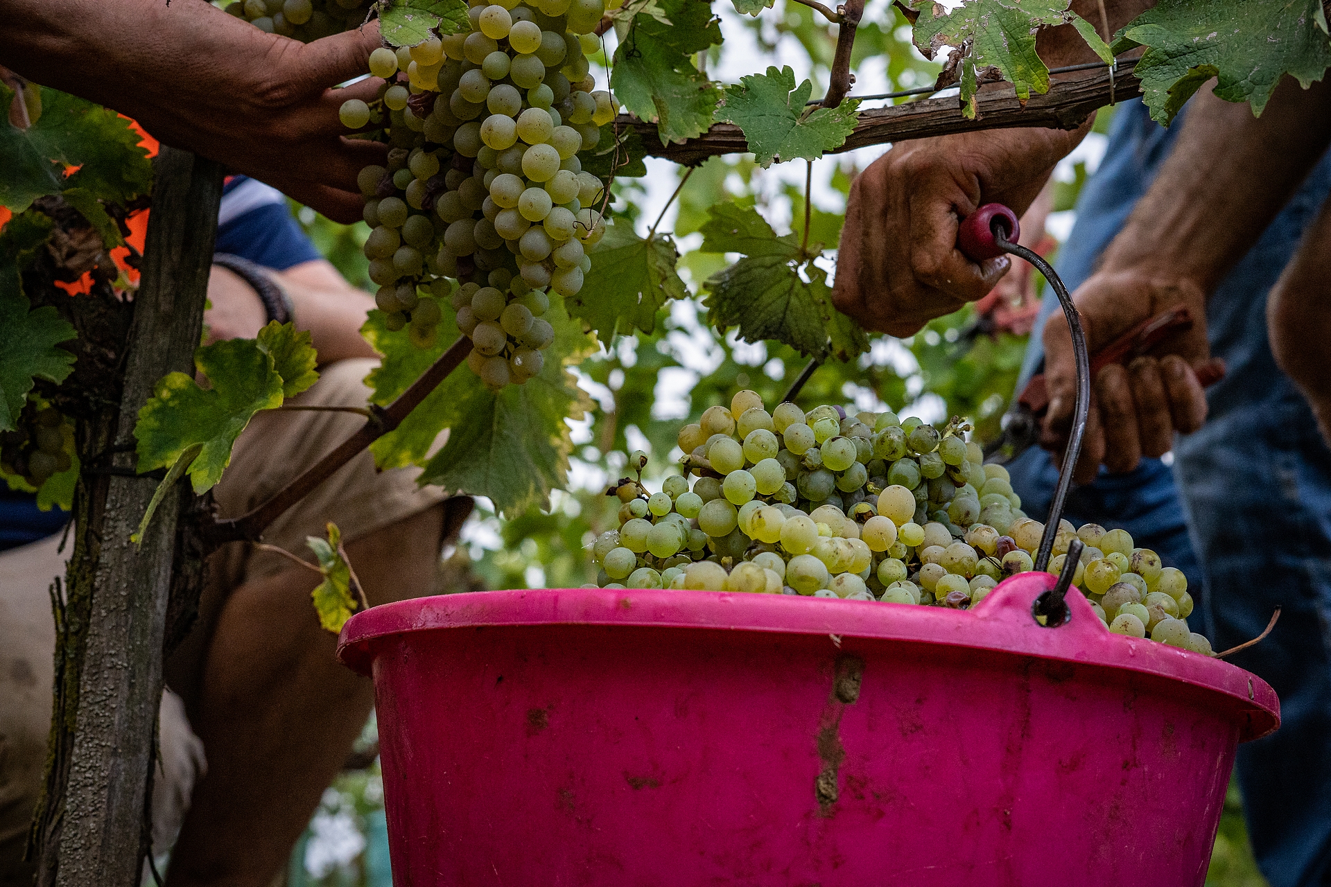 Les Terres Blanches - photo 4