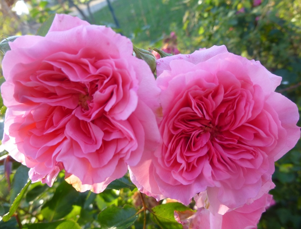 La Petite Fête de la Rose, Vayres - photo 3