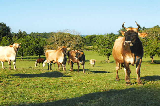 Aurochs en Périgord - photo 2