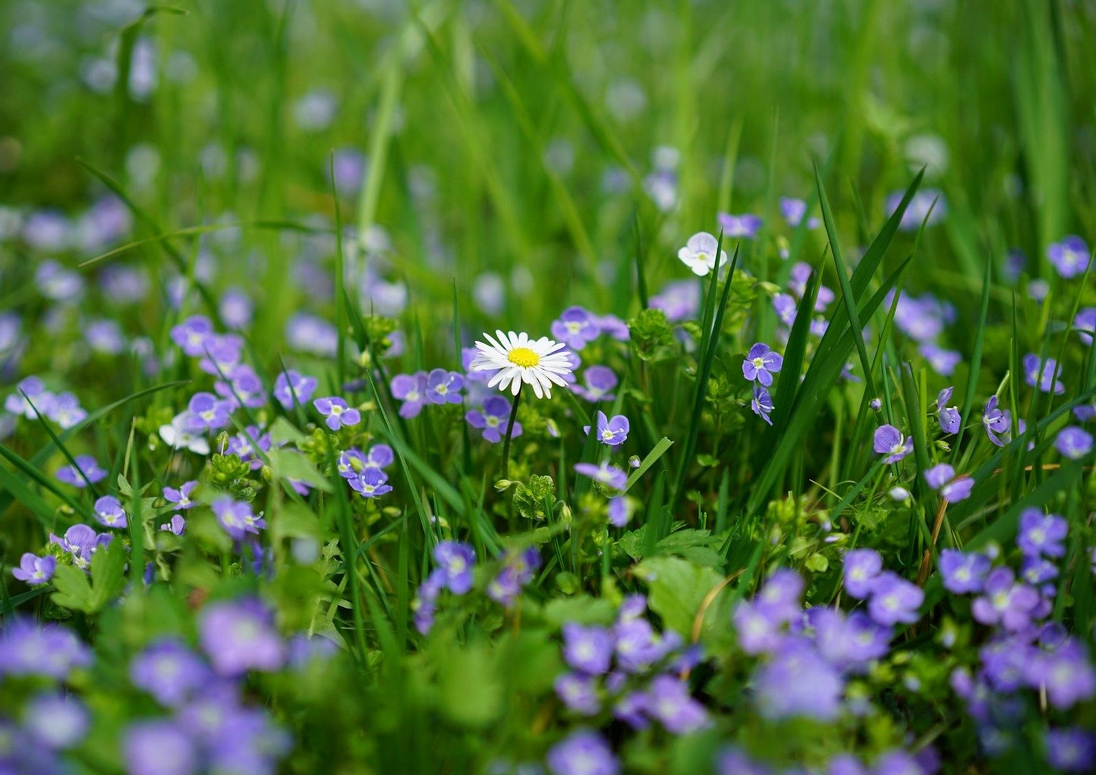 Sortie nature CPIE Pays Basque : "La science infuse", Bidarray - photo 4