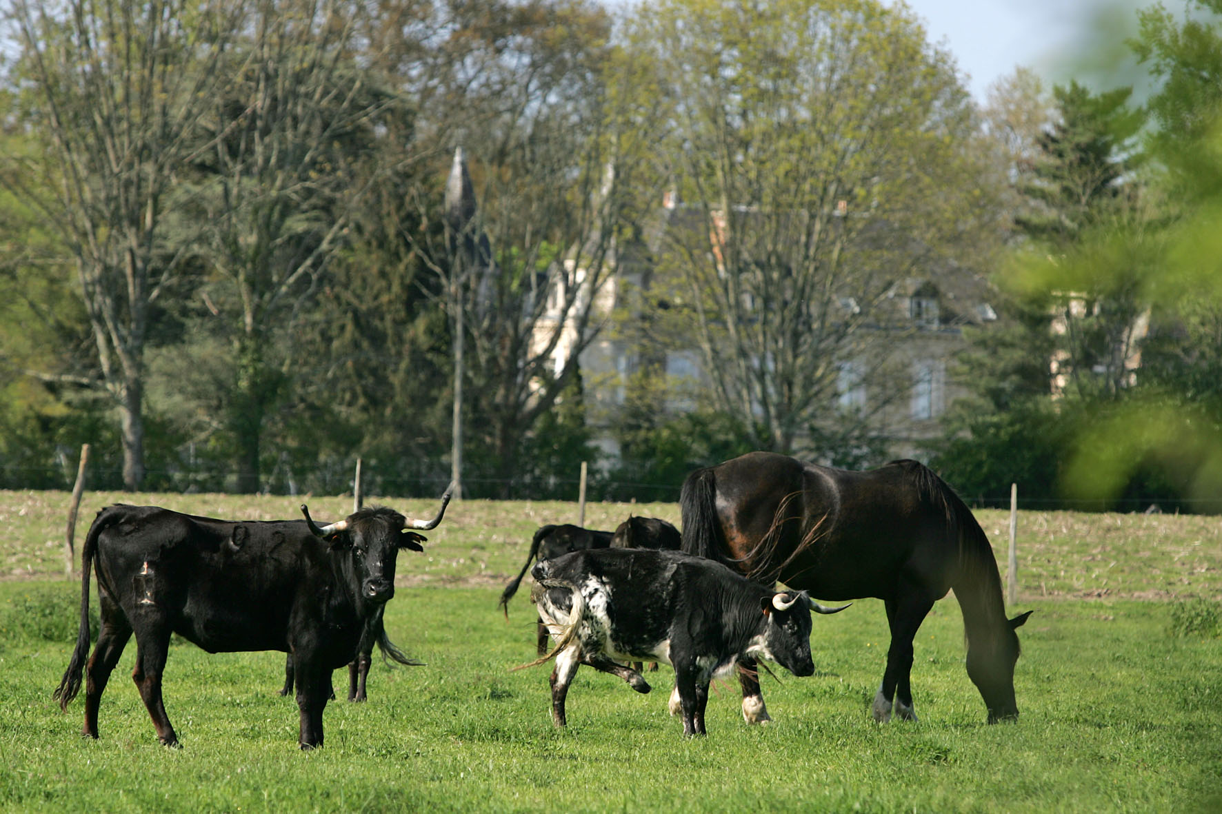 Ganaderia de Buros - photo 4