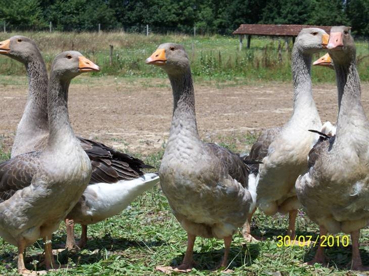Le champ des échos - photo 4