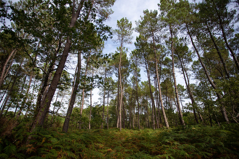 Tour de Gironde à vélo : étape 6 - Saint-Symphorien / Salles, Saint-Symphorien - photo 4