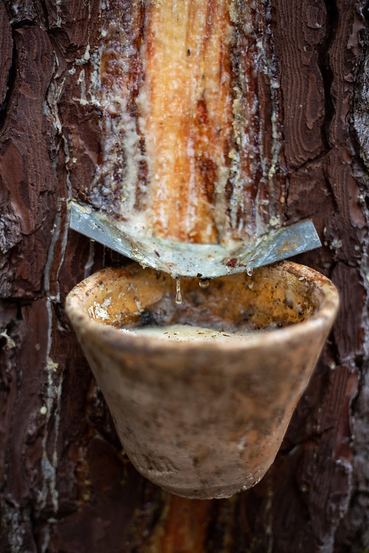 Tour de Gironde à vélo : étape 6 - Saint-Symphorien / Salles, Saint-Symphorien - photo 3