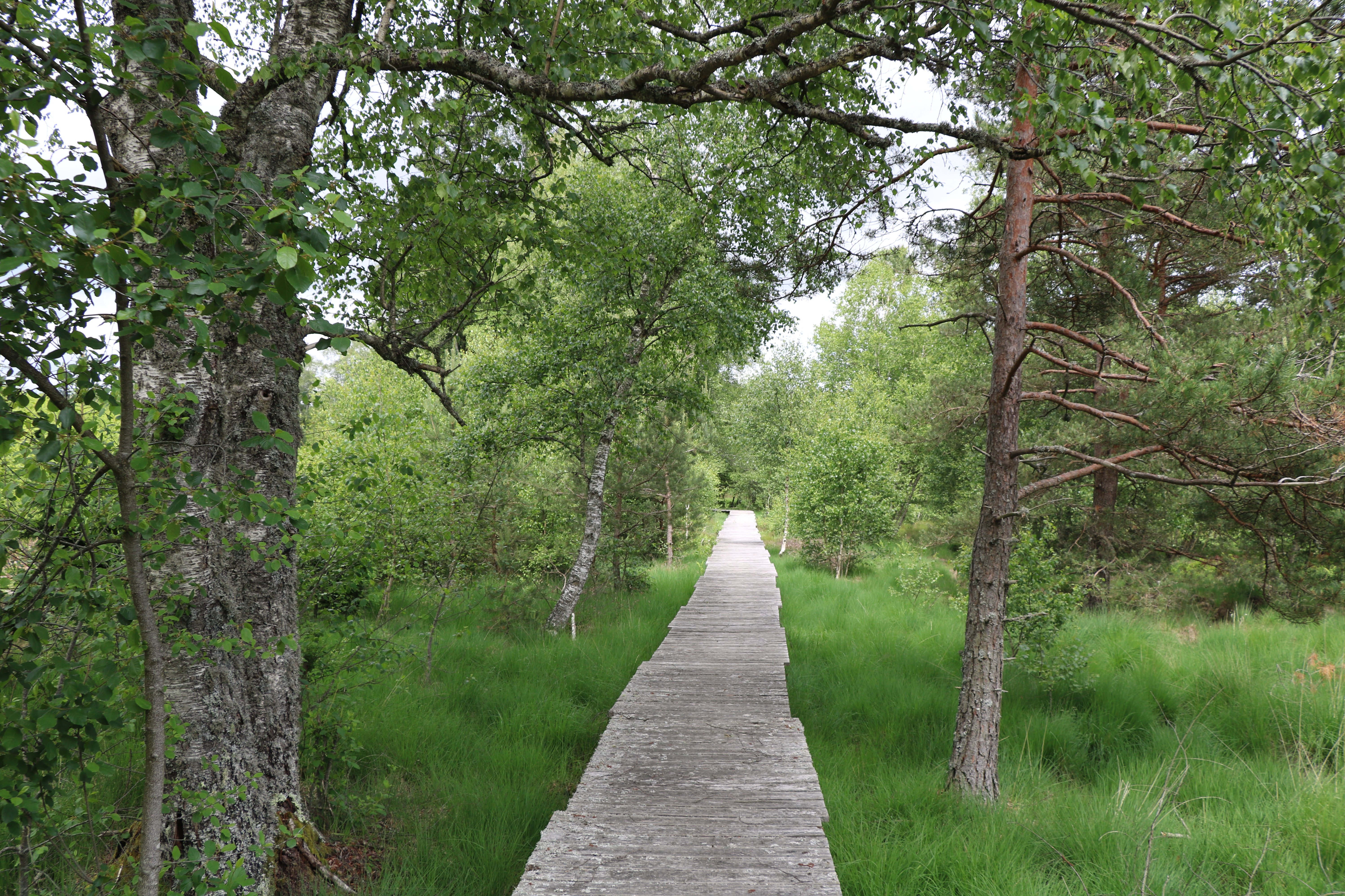 Chemin de découverte de la tourbière de Négarioux-Malsagne, Peyrelevade - photo 3
