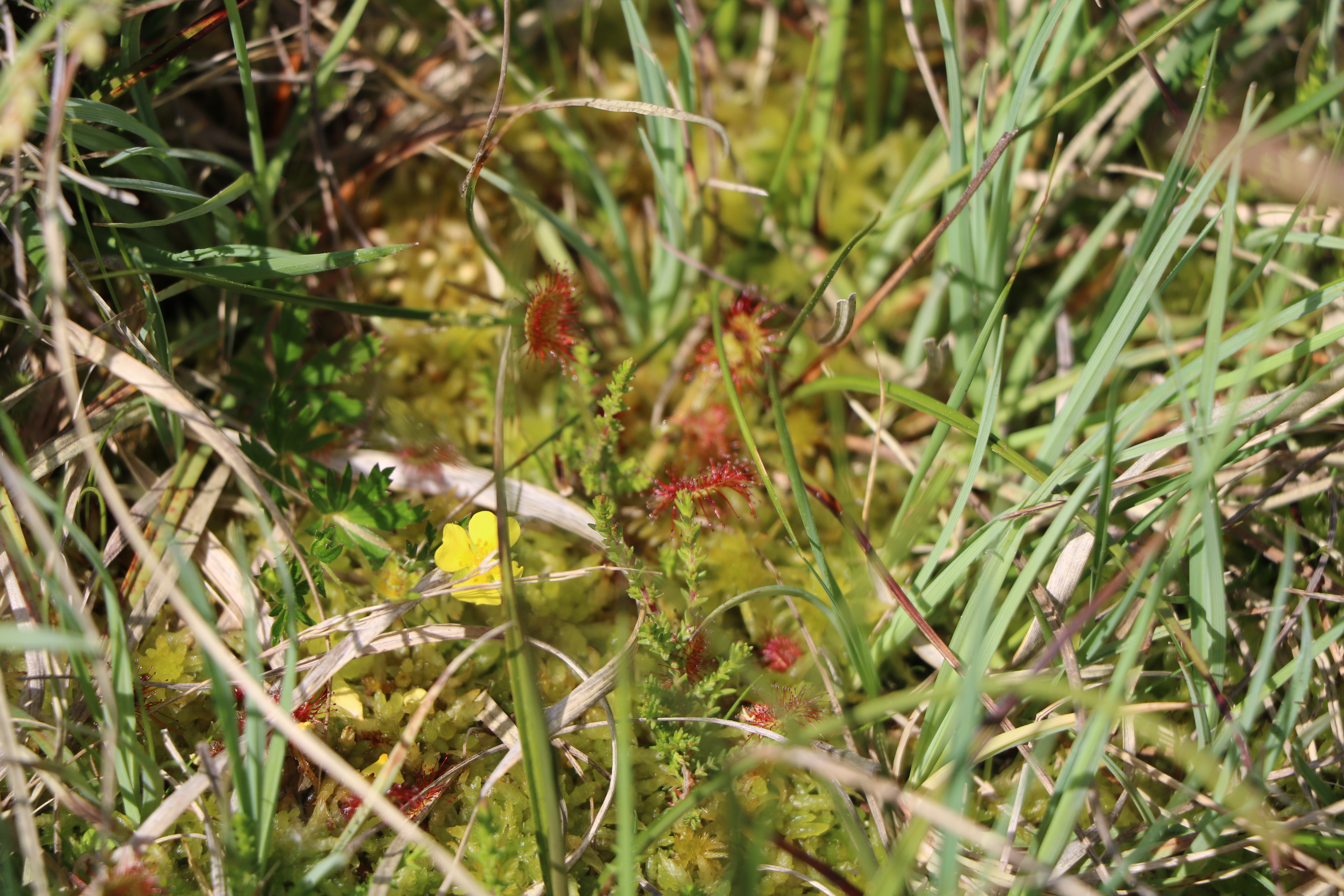 Tourbière du Longeyroux : sentier d'interprétation des Linaigrettes - 1 km, Saint-Merd-les-Oussines - photo 2