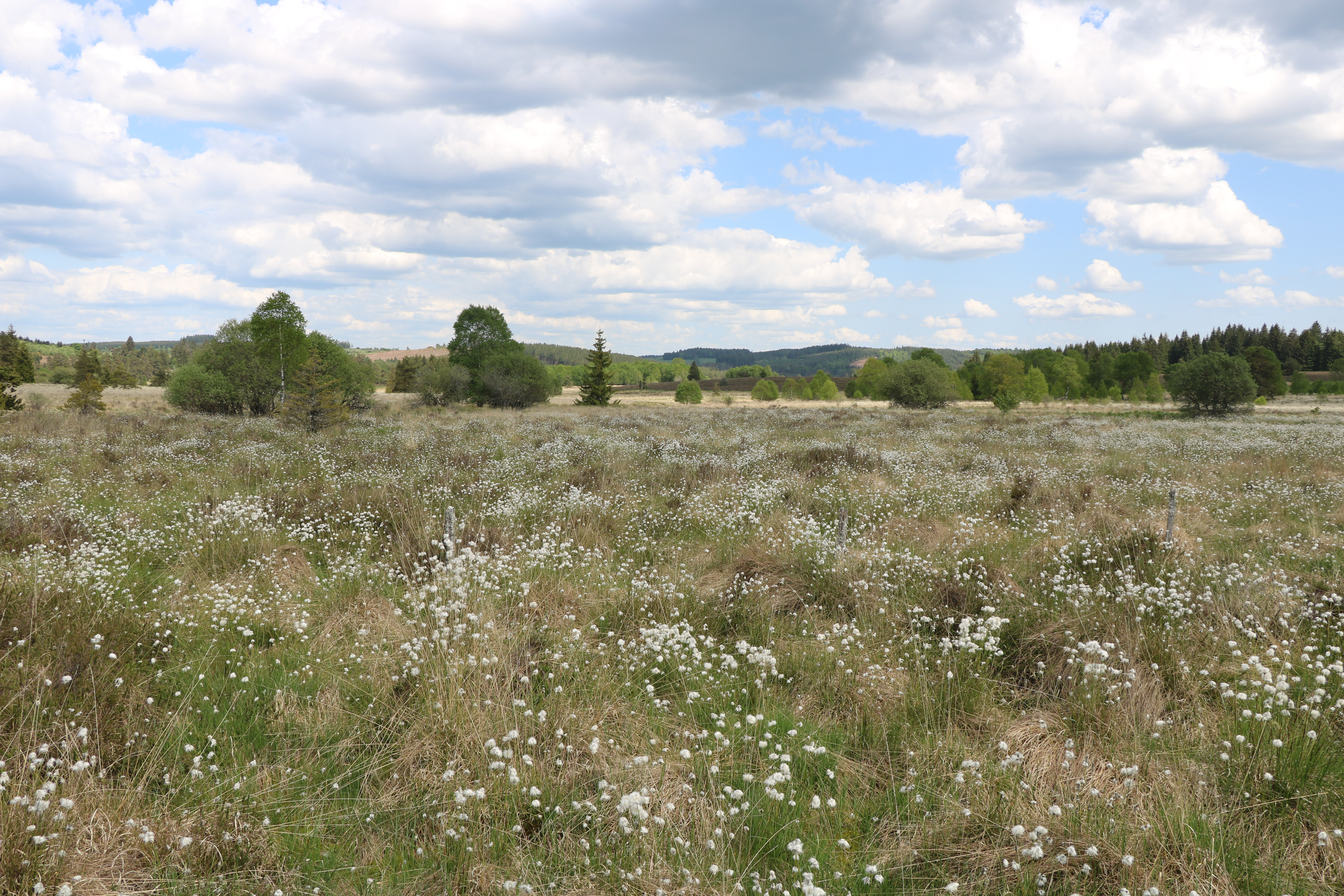 Tourbière du Longeyroux : sentier d'interprétation des Linaigrettes - 1 km, Saint-Merd-les-Oussines - photo 5