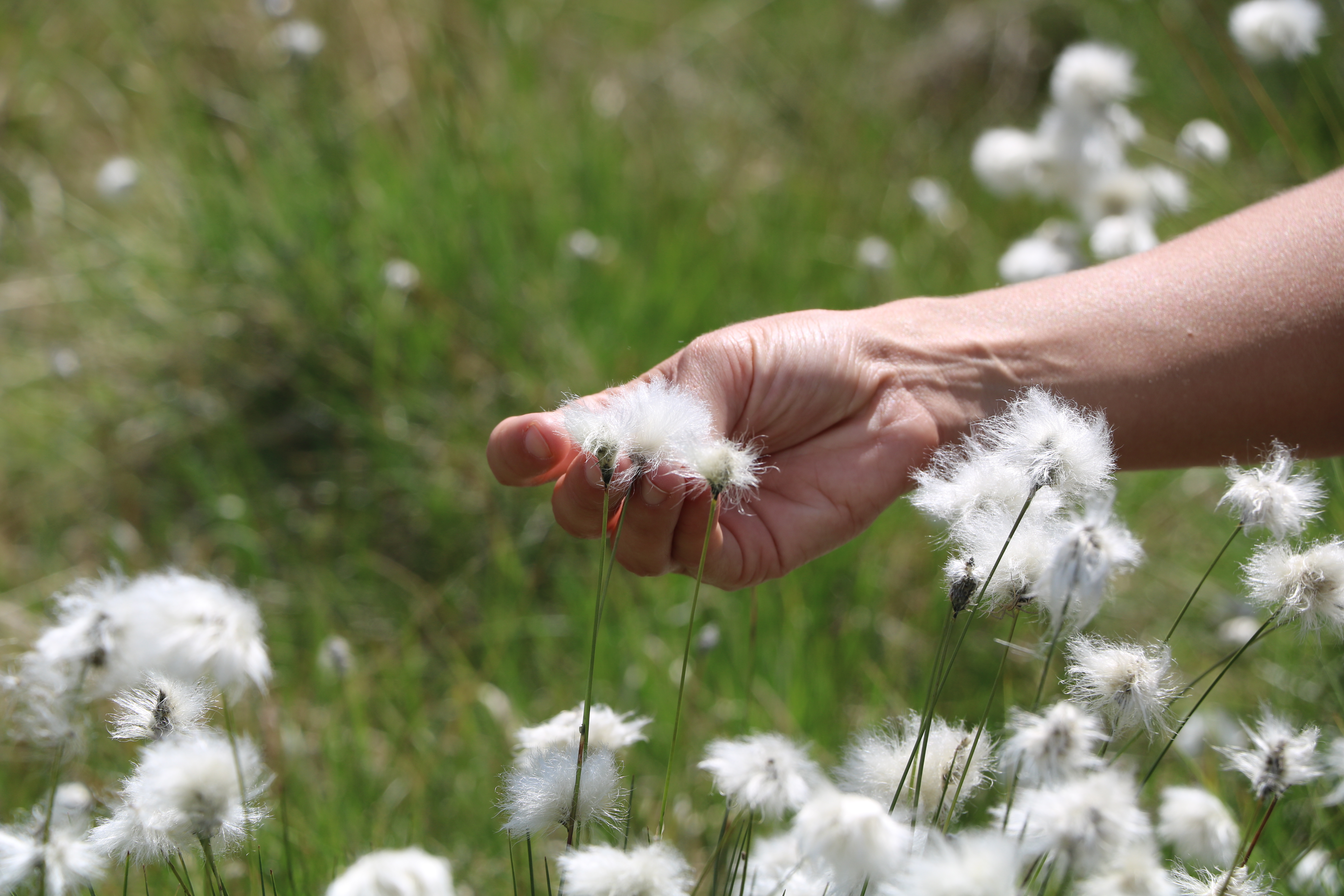 Tourbière du Longeyroux : sentier d'interprétation des Linaigrettes - 1 km, Saint-Merd-les-Oussines