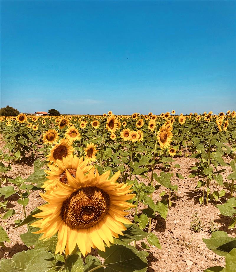 Tournesol - © Médoc Atlantique