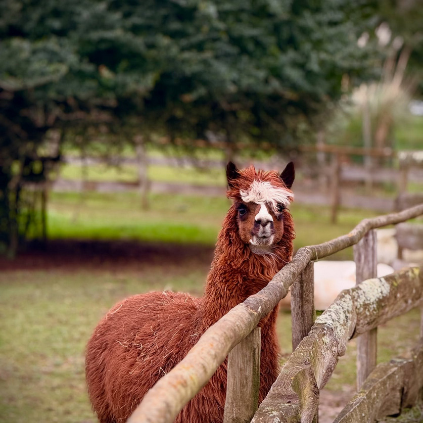 Parc du Touron, Campsegret - photo 4