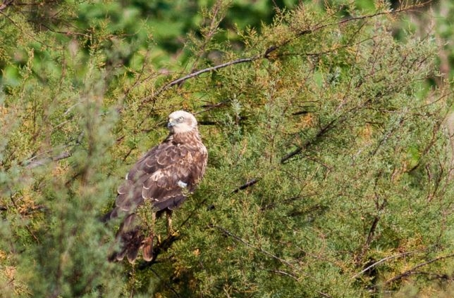 Terres d'Oiseaux, Braud-et-Saint-Louis - photo 3
