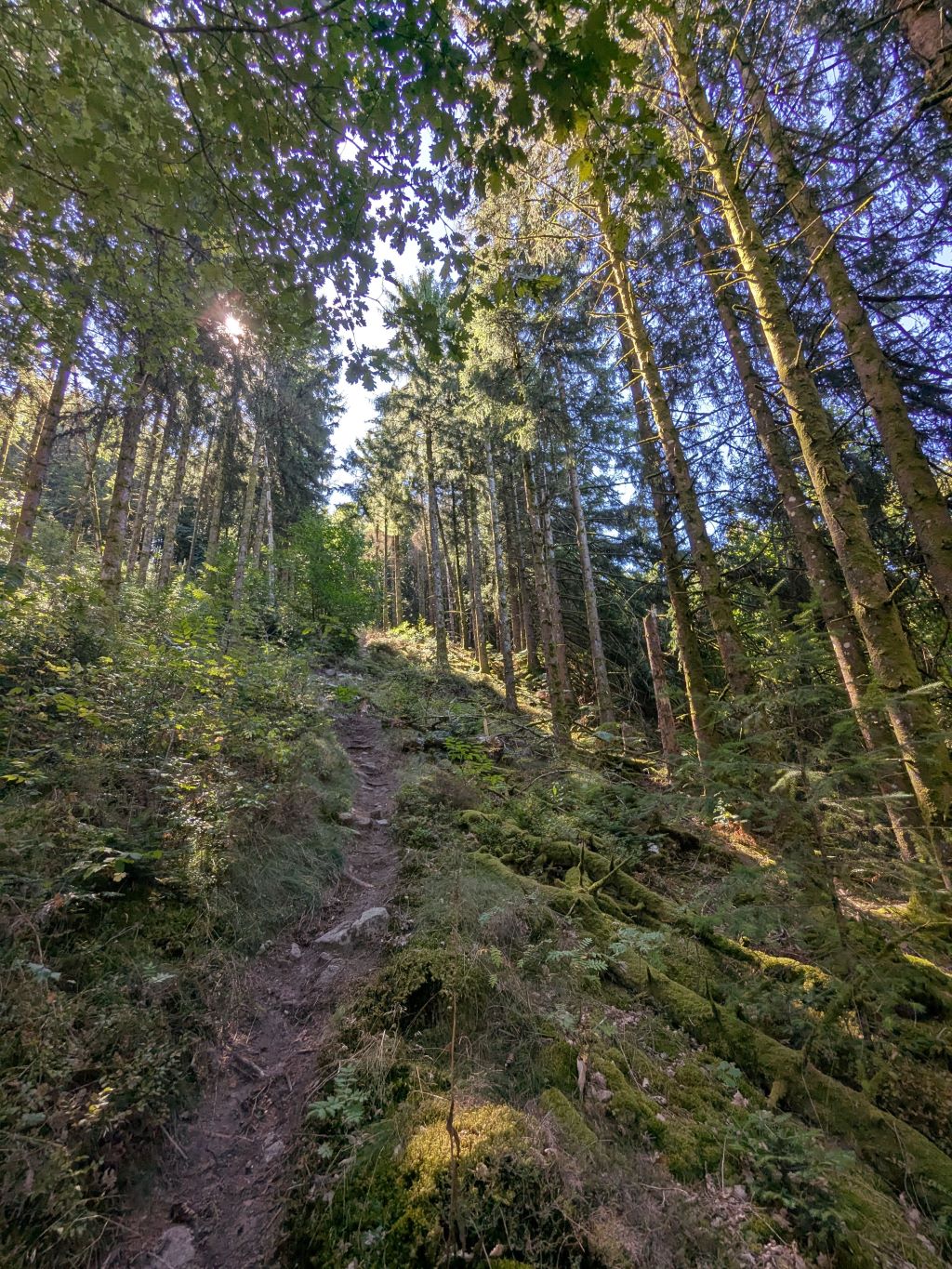 Trail de Veix : A l'assaut du Puy de la Monédière, Veix - photo 9