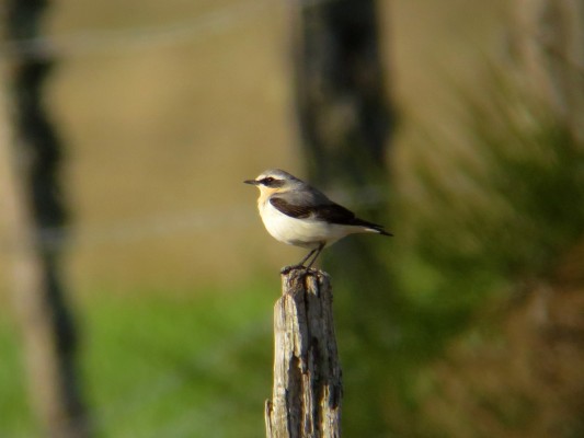 Les oiseaux des villes dans le parc et les jardins de l'Auzette — visuel événement