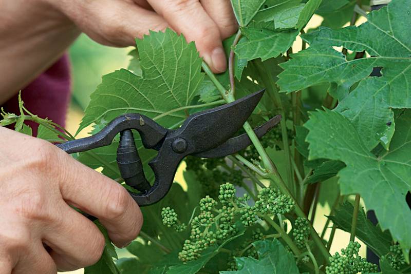Journée végétale au jardin de la forge fleurie — visuel événement