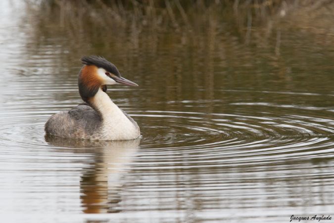 Les Etangs de la Jemaye, La Jemaye-Ponteyraud - photo 21