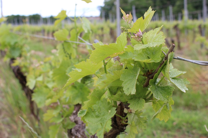 Boucle des Trias, Saint-Girons-d'Aiguevives - photo 8