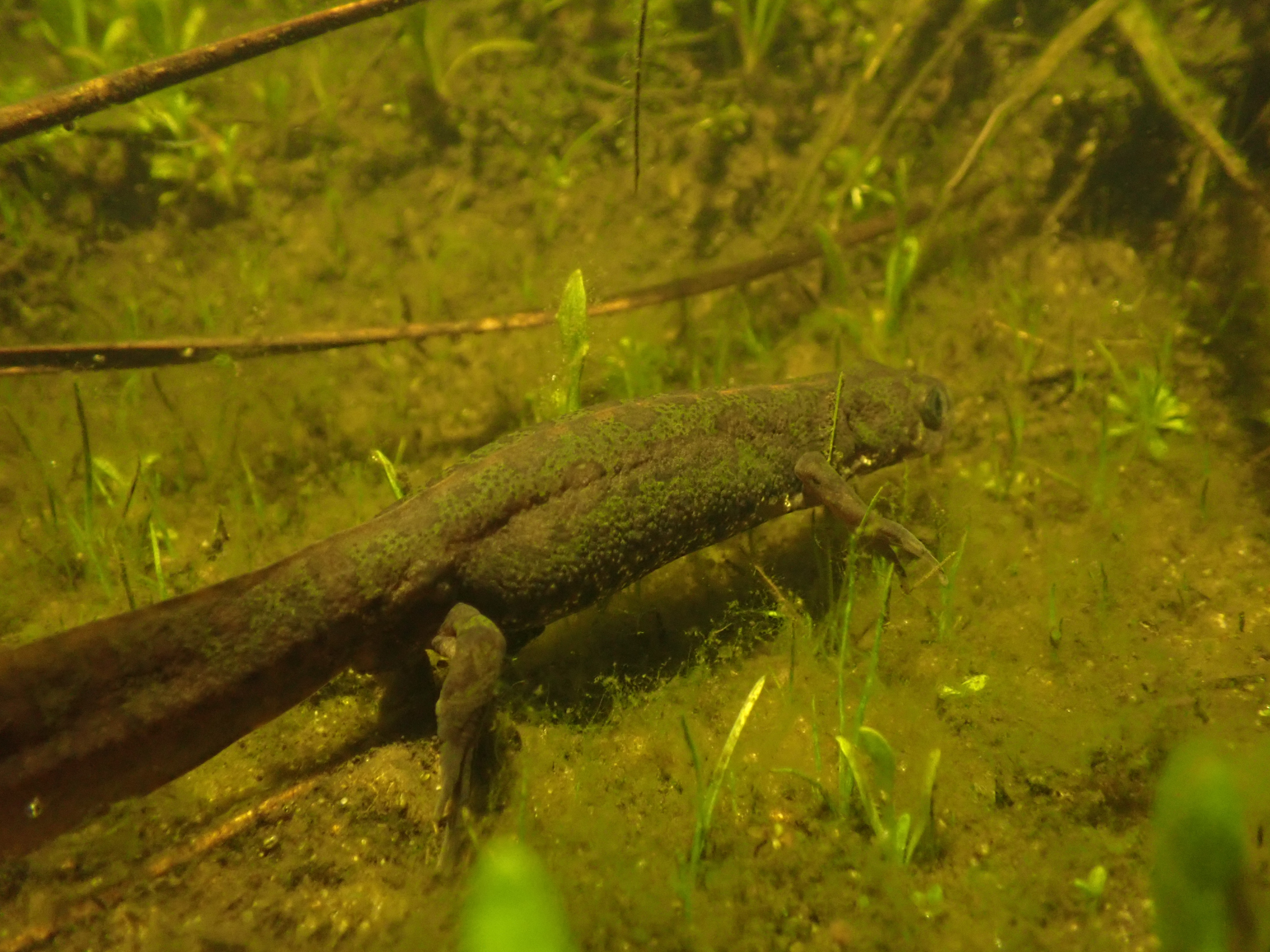 Amphibiens
