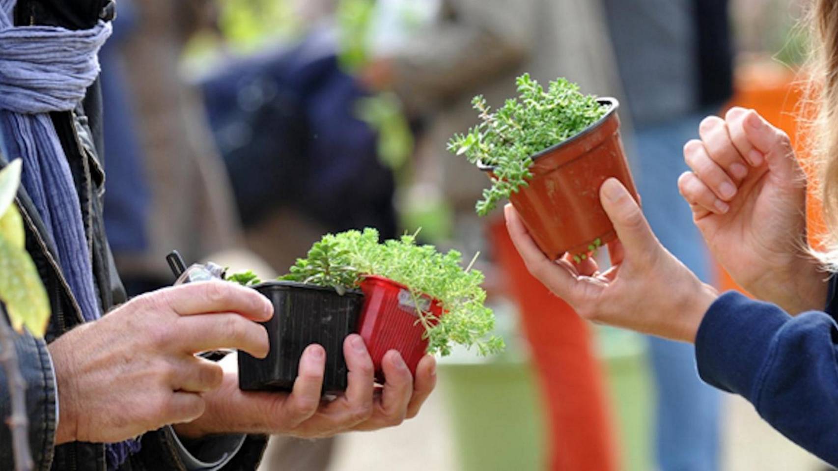 Troc de plants et graines