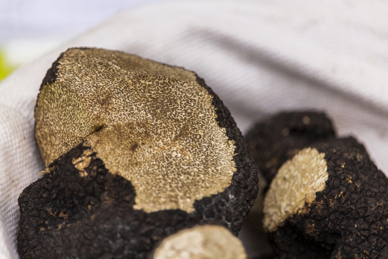 Truffière - photo 3