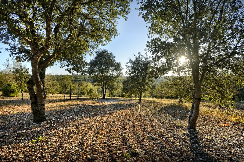 Autour de la truffe à Mareuil - photo 3