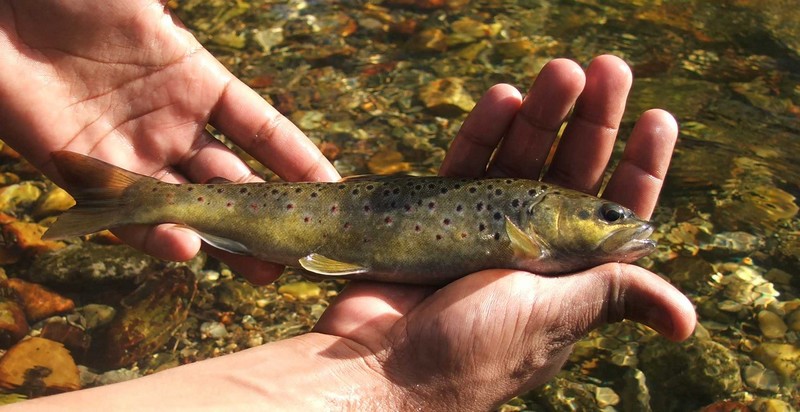 Zone Humide du Roc, Saint-Just - photo 6