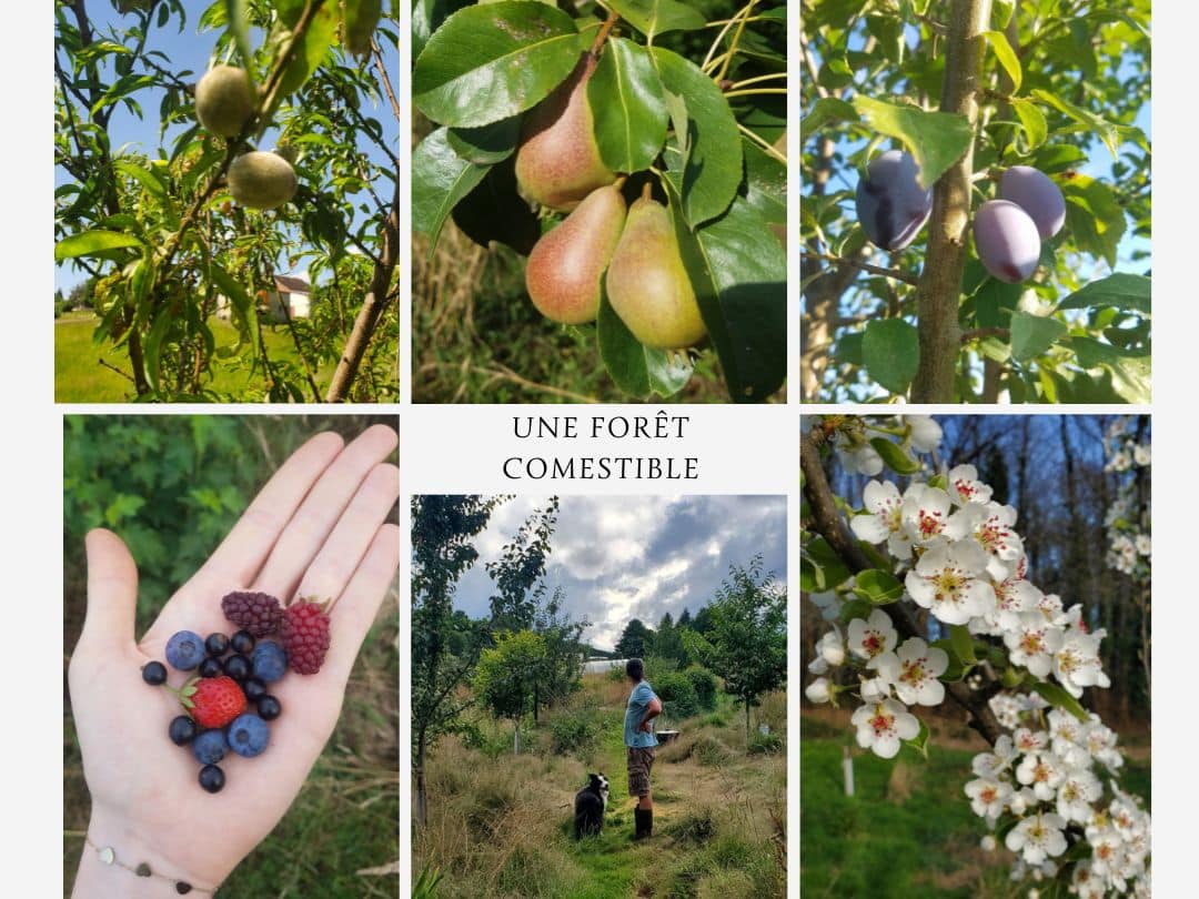 Stage Autonomie et Permaculture | Semaine en immersion