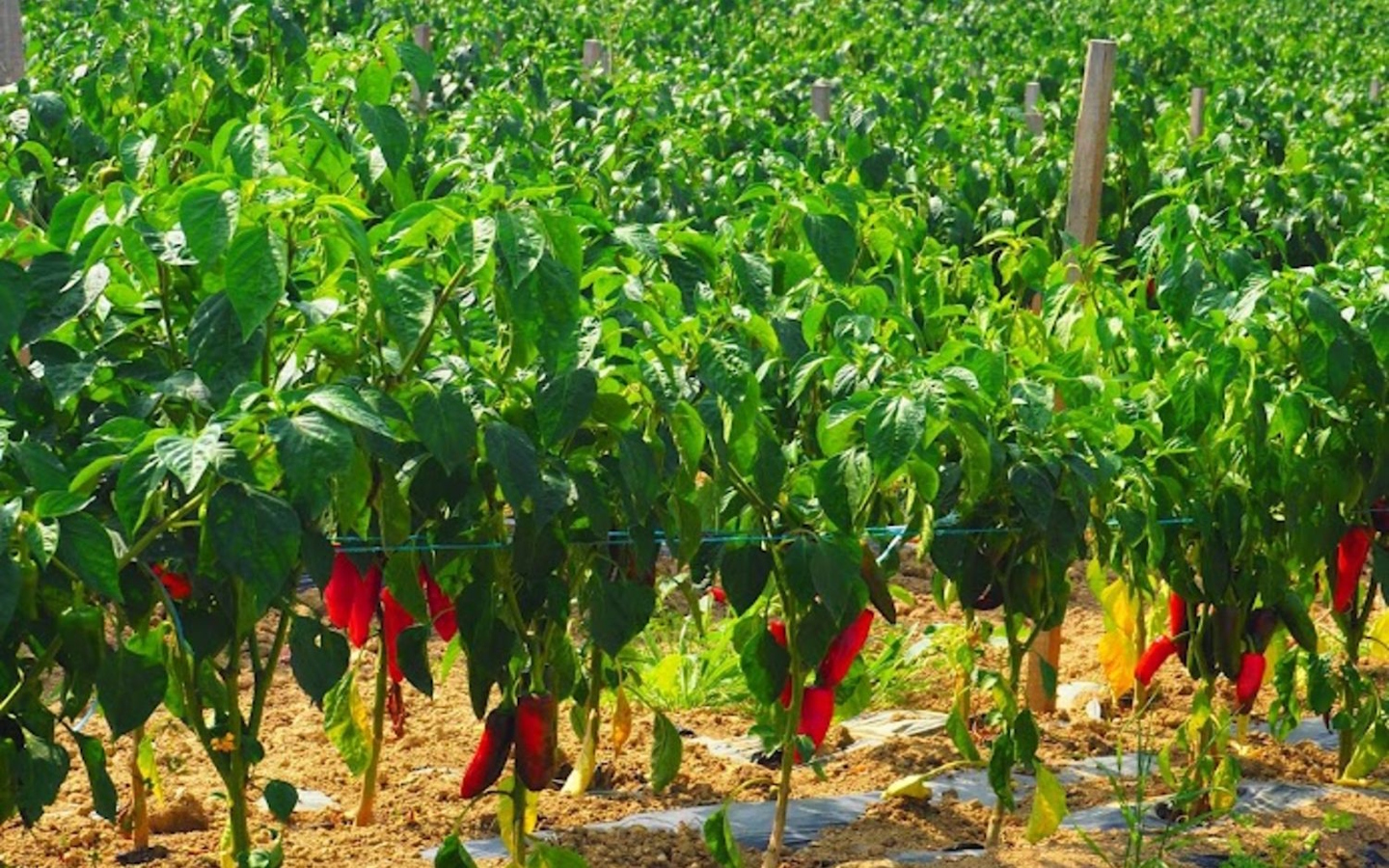 Visite d'une ferme familiale de porcs Kintoa et de piment d'Espelette, Ainhoa
