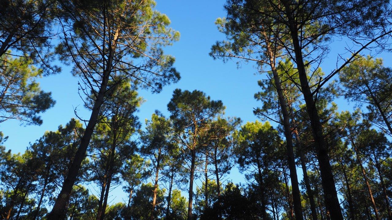 DUNE, FORET LITTORALE, RESERVE BIOLOGIQUE DE LA MAILLOUEYRE — photo 2