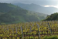 Le vignoble d'Irouléguy
