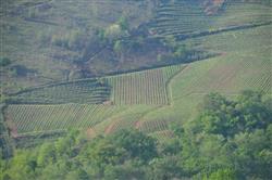 Vignobles d'Irouleguy