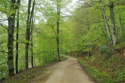 La forêt d'Irati