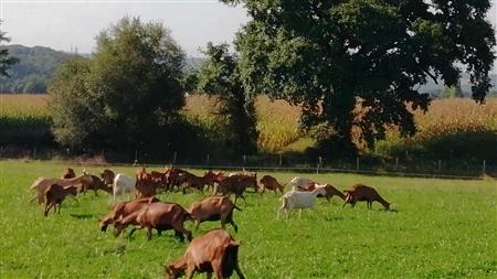 Les chèvres de Brassenx