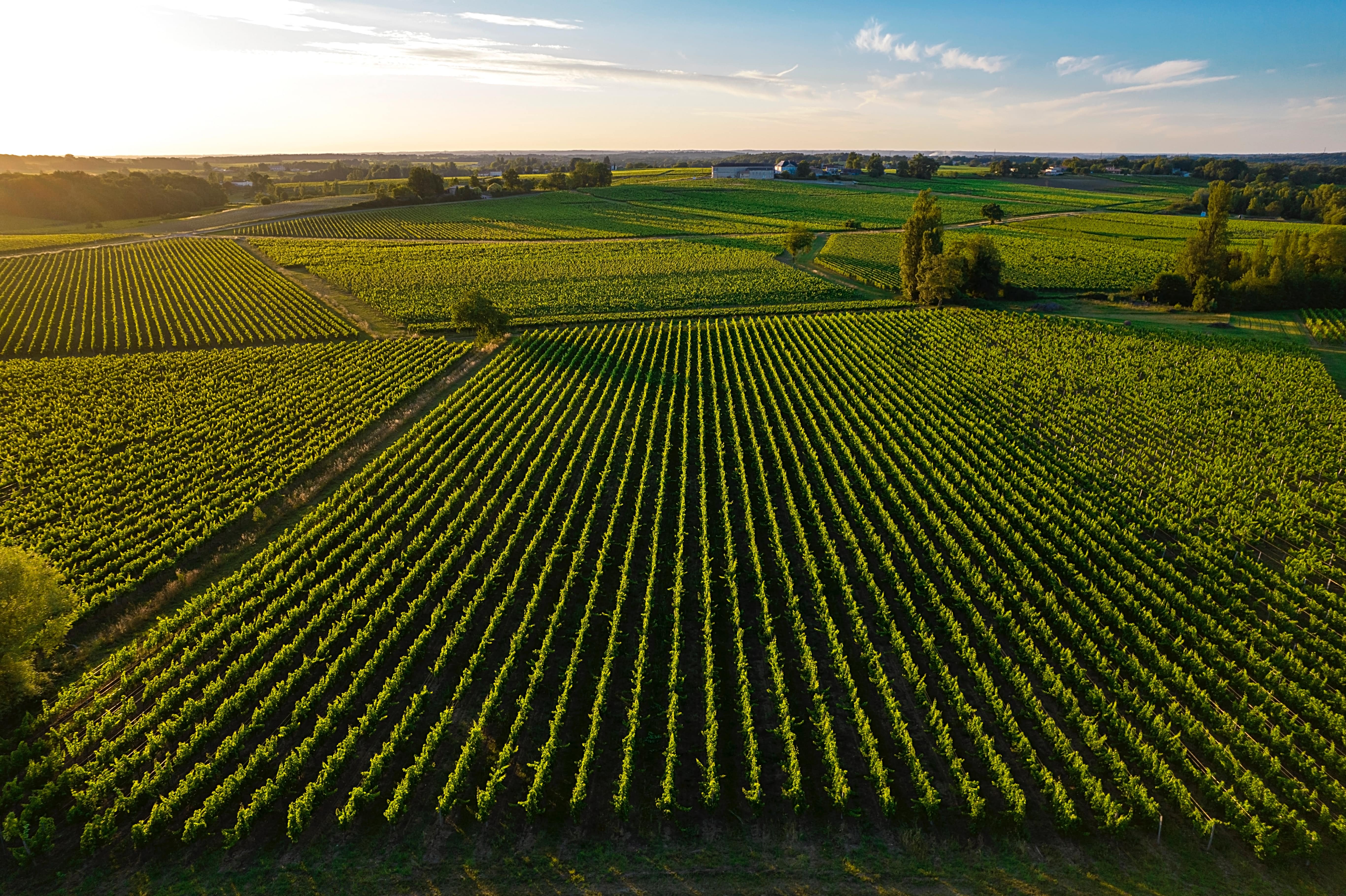 Château de Roques - photo 5