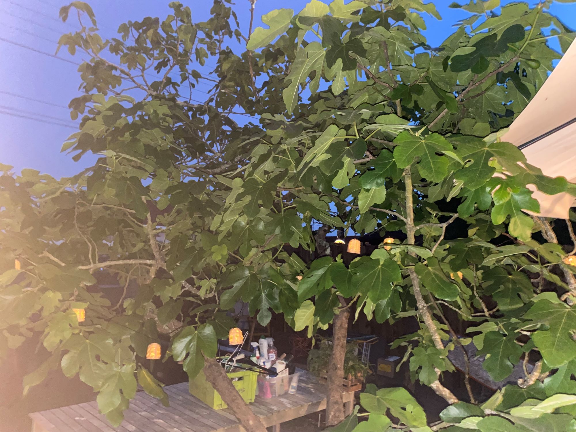 Villa Le Figuier, La Teste-de-Buch - photo 8