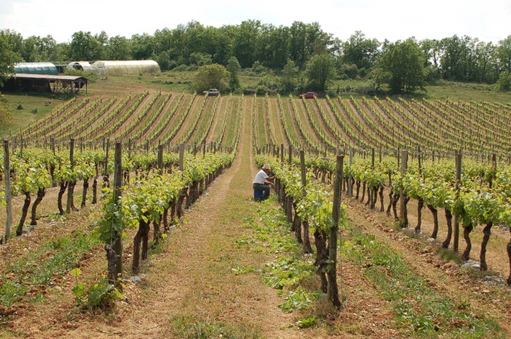 La Cave Viticole de Branceilles — Vignobles & Vins à Corrèze