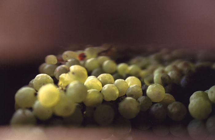 Vin de paille AOC de Corrèze Le miel des muses