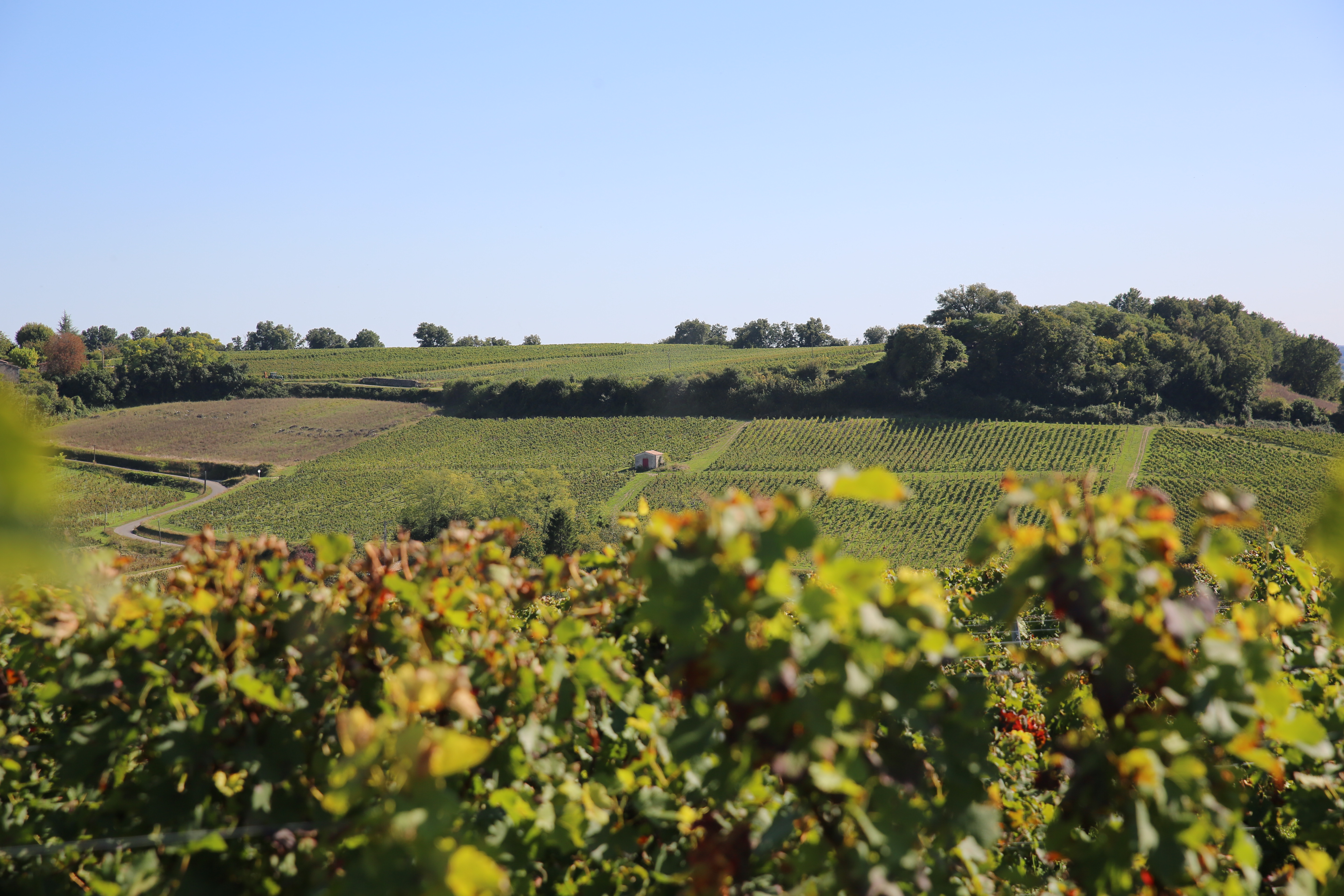 Boucle des Terrasses, Saint-Michel-de-Fronsac - photo 3