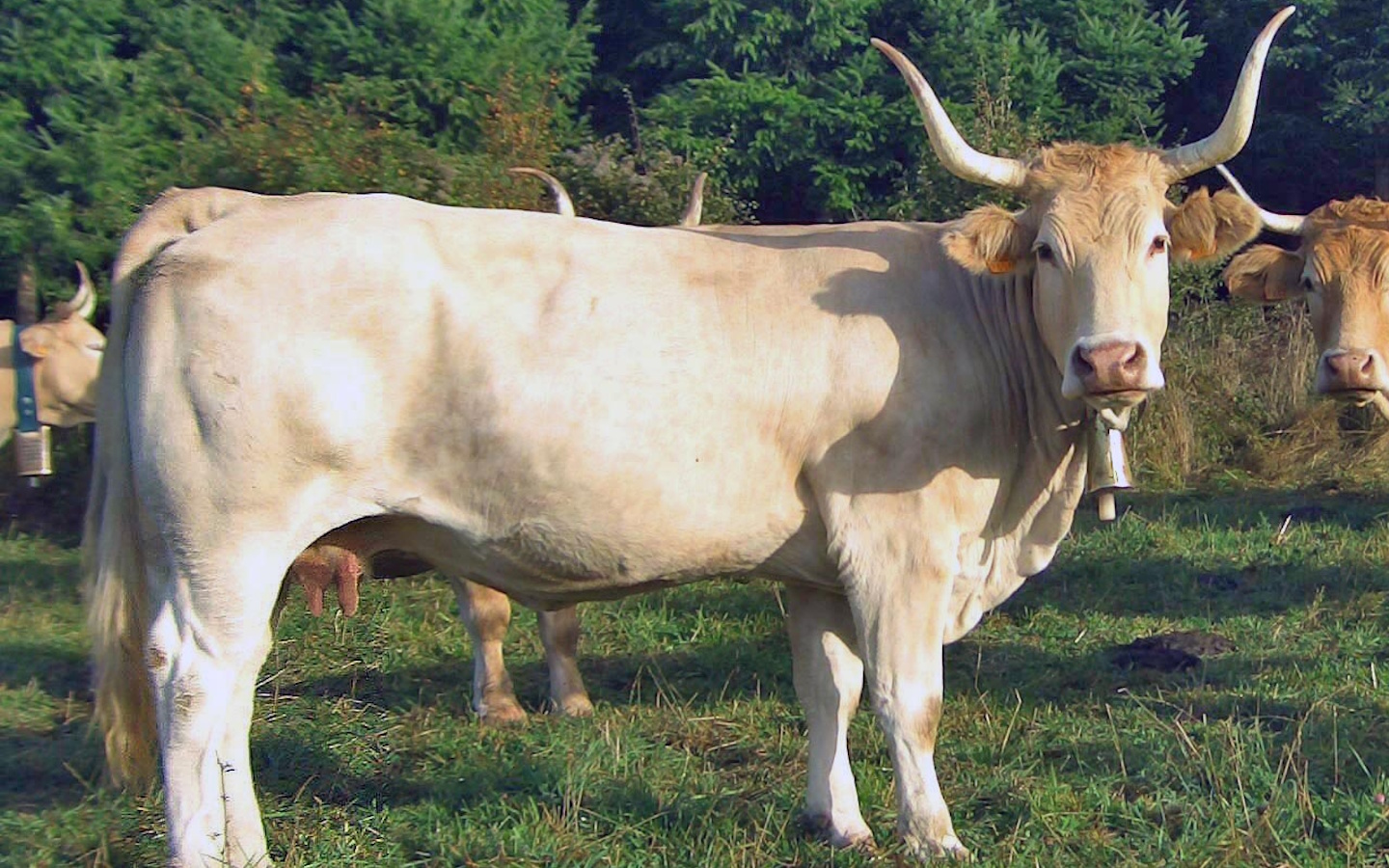 Sortie nature CPIE Pays Basque : "Pirenaika, la vache basque", Urepel