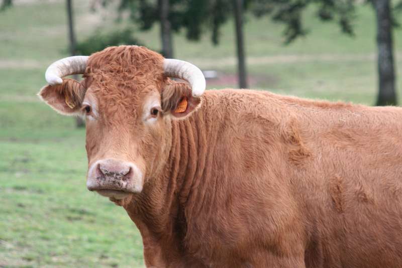 Comice agricole de Meyssac