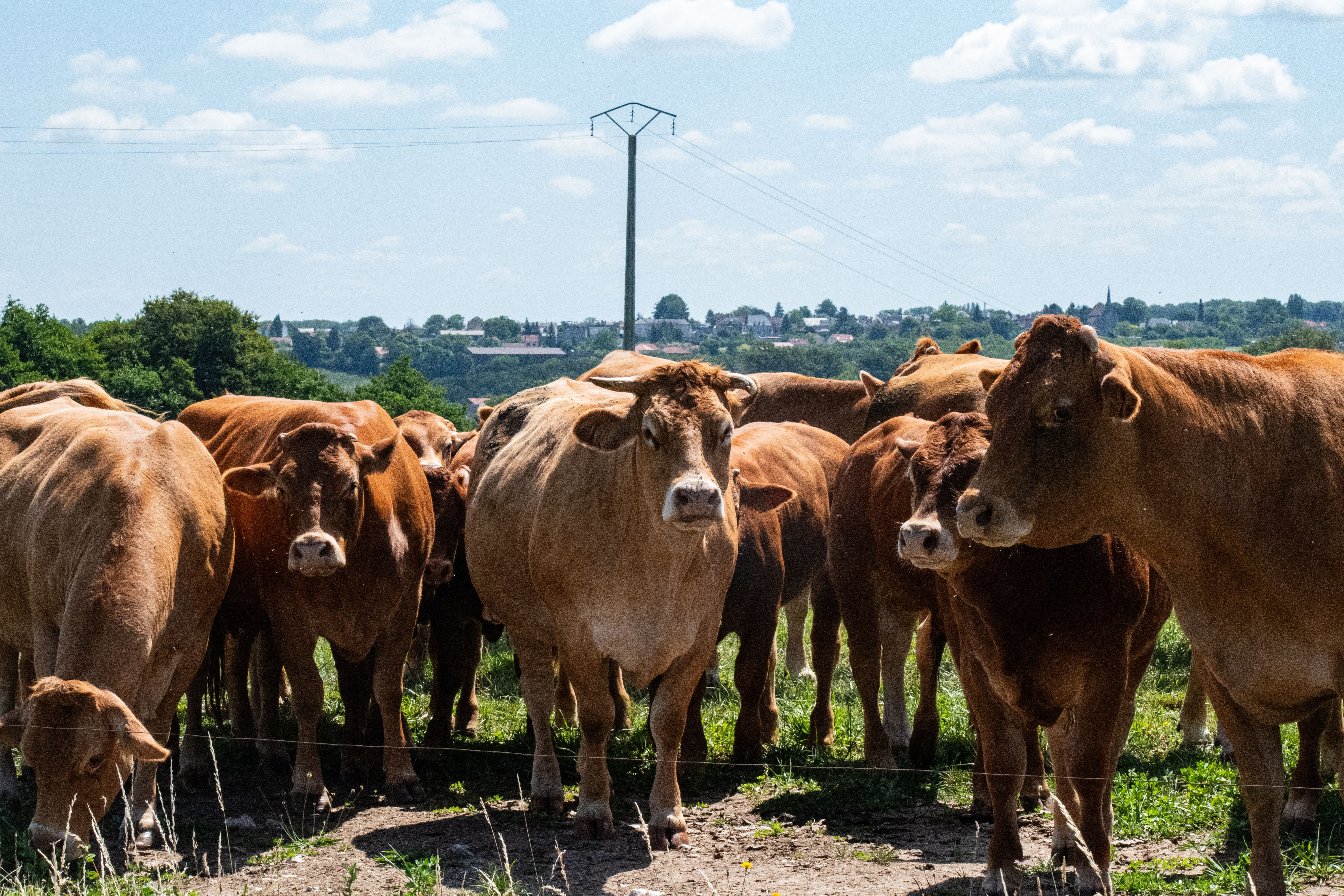 C11- BOIS LAMY - Base VTT intercommunale Portes de la Creuse en Marche, Bonnat - photo 5