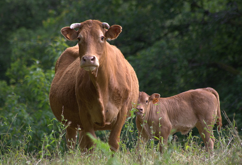 Base VTT FFC des Monts du Limousin - Circuit 17 Les Vignes, La Jonchère-Saint-Maurice - photo 2