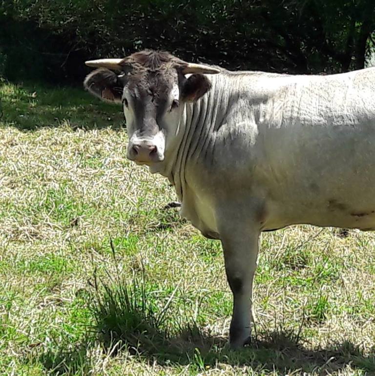 Ferme de Gibelle - Earl Dussau