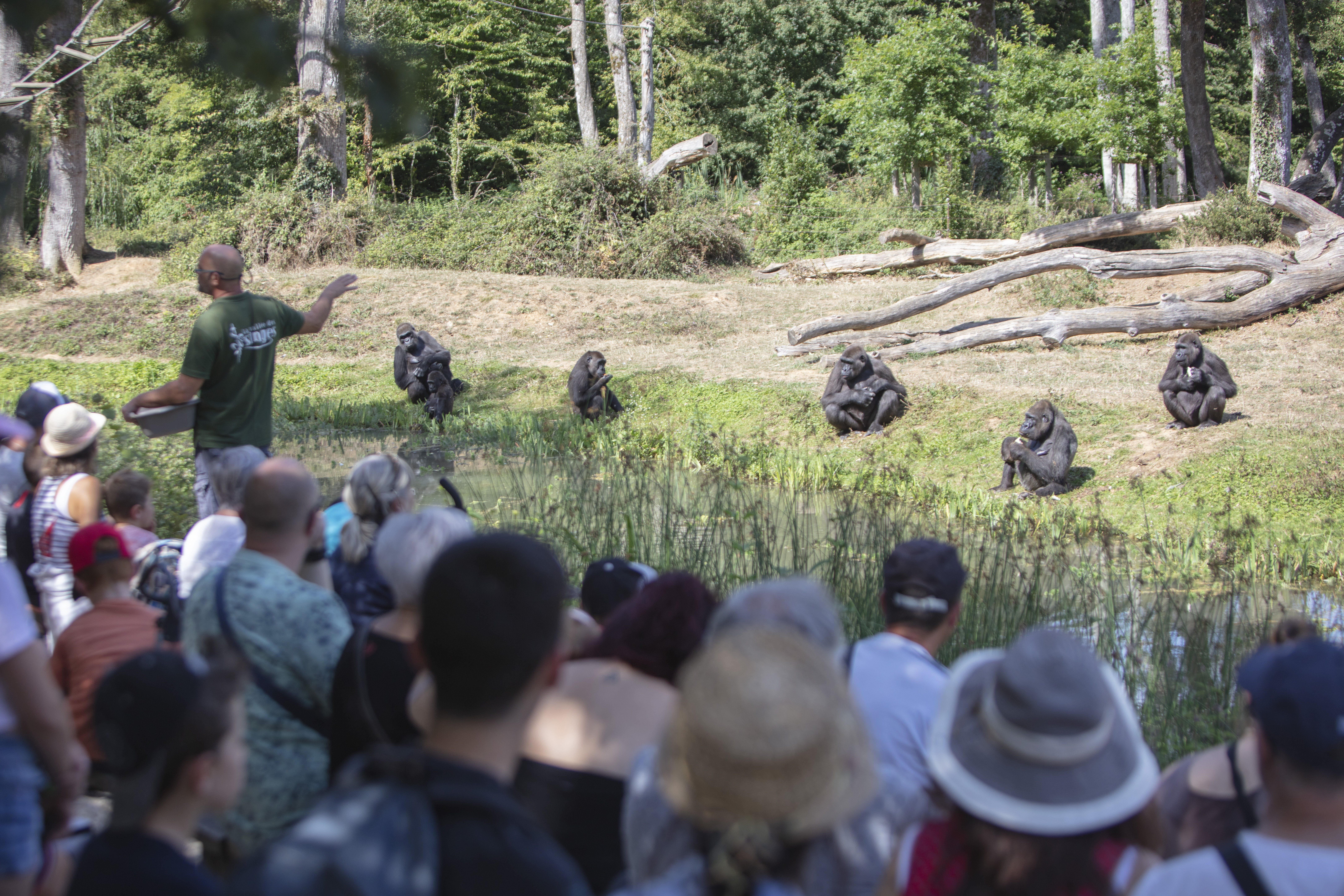 La Vallée des Singes, Romagne - photo 7