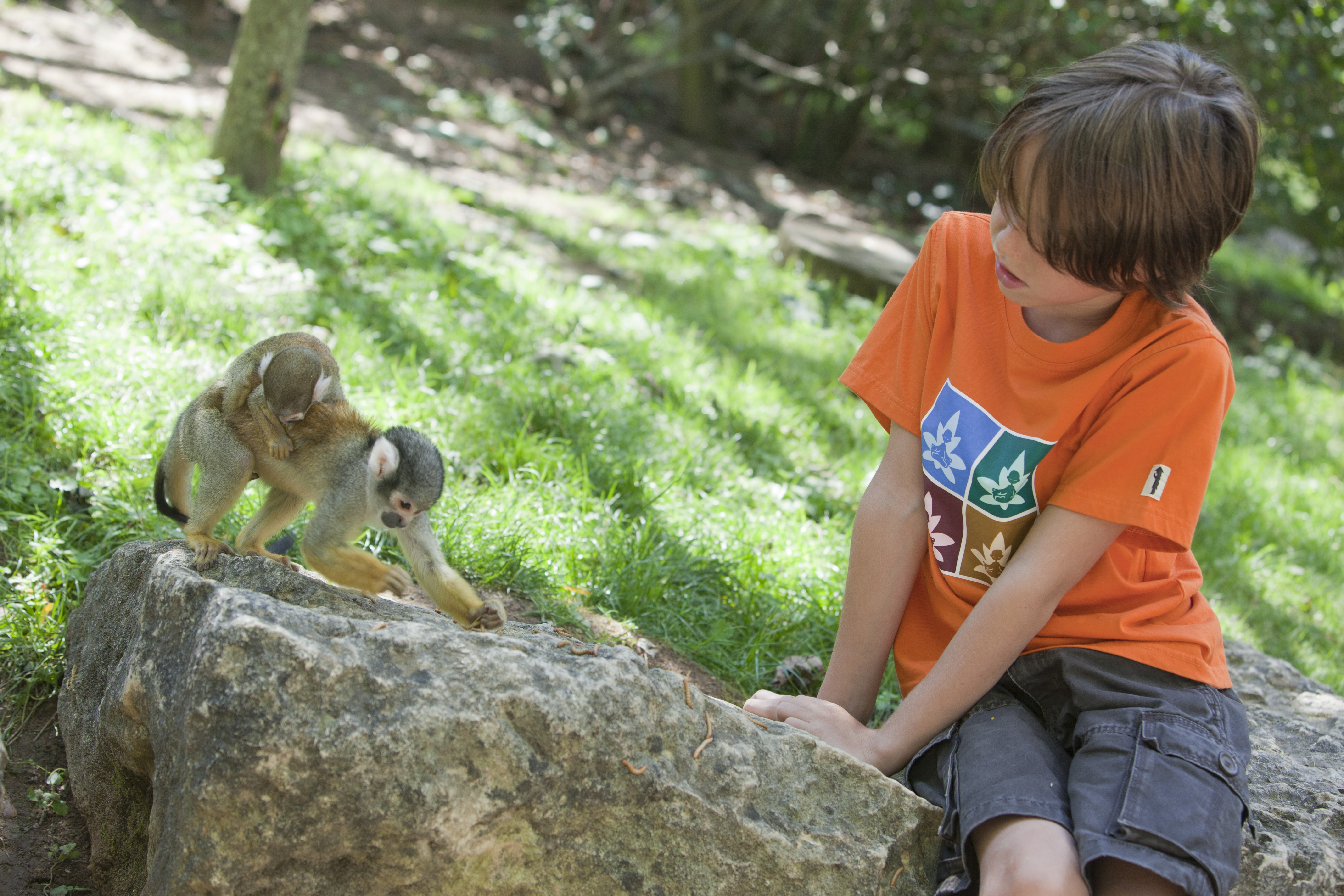 La Vallée des Singes, Romagne - photo 8