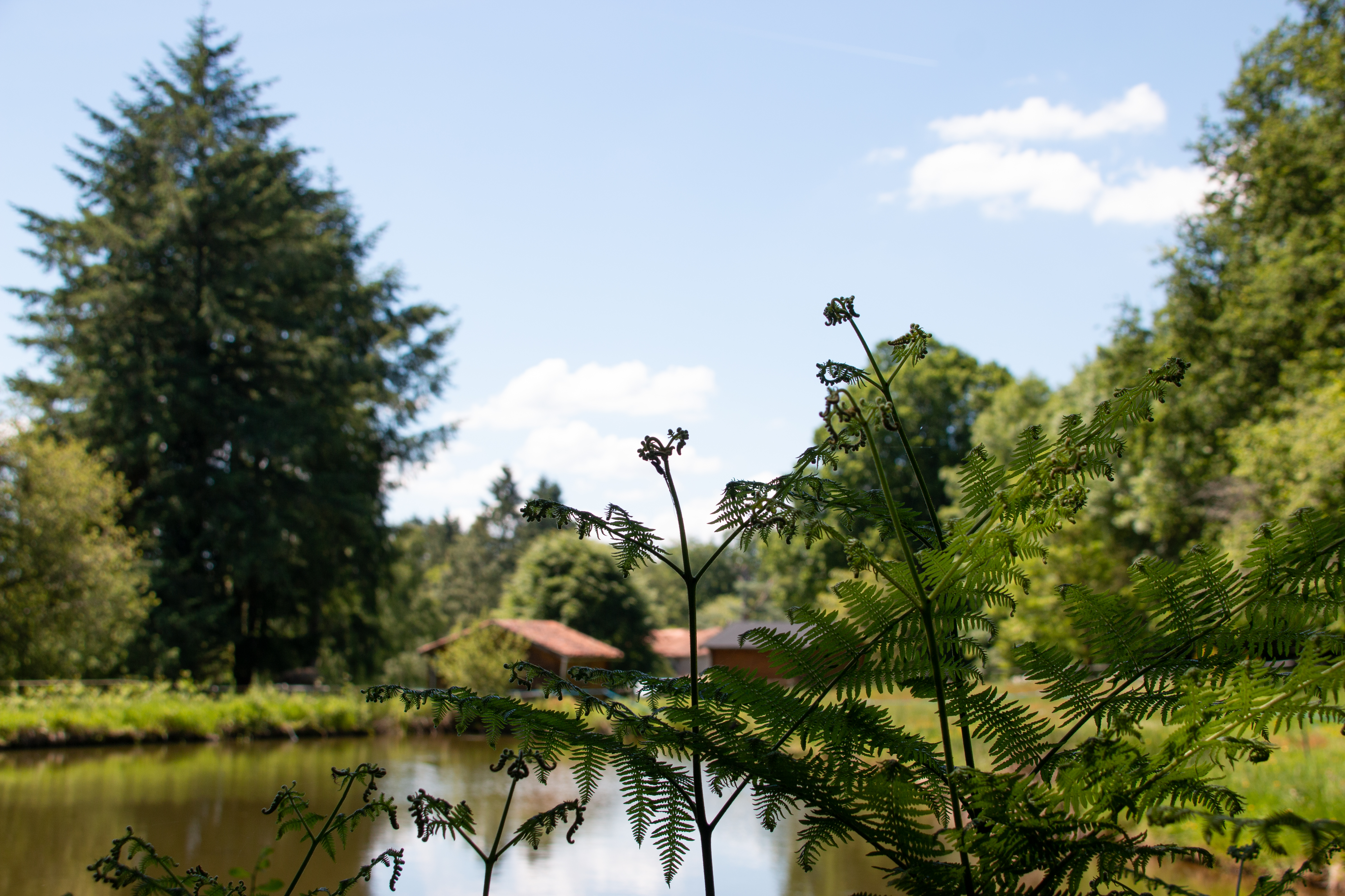 Roulotte du hêtre, Saint-Pardoux-le-Lac - photo 10