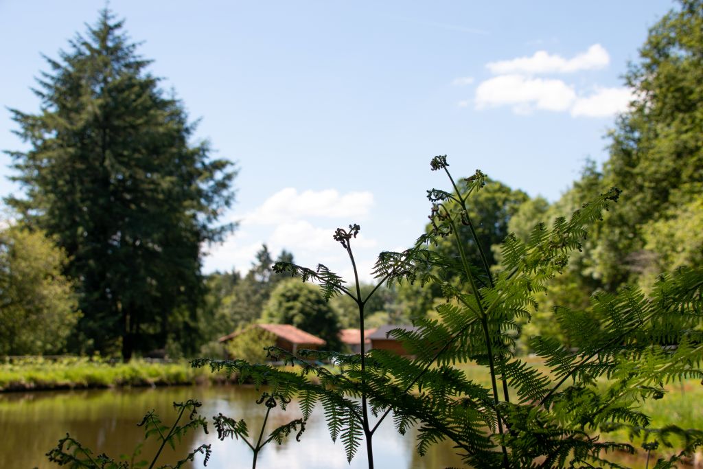 Roulotte du hêtre, Saint-Pardoux-le-Lac